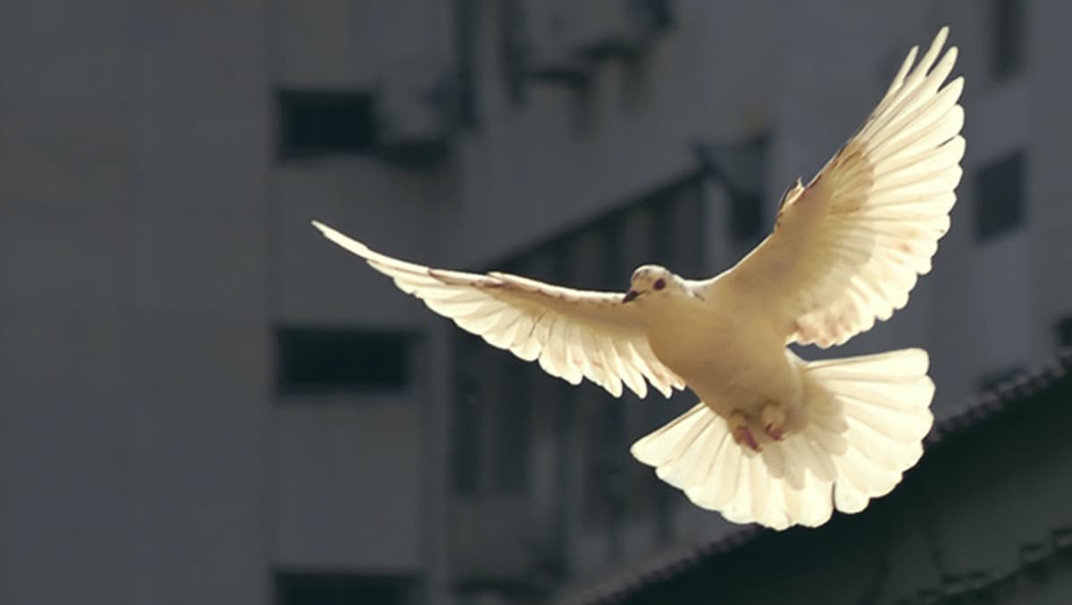 Can-Jesus-Be-Messiah-if-He-Didnt-Bring-Peace–Featured Header Image